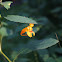 Orange jewelweed