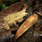 Malaysian Leaf Frog