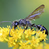 black wasp