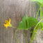 Yellow wood sorrel