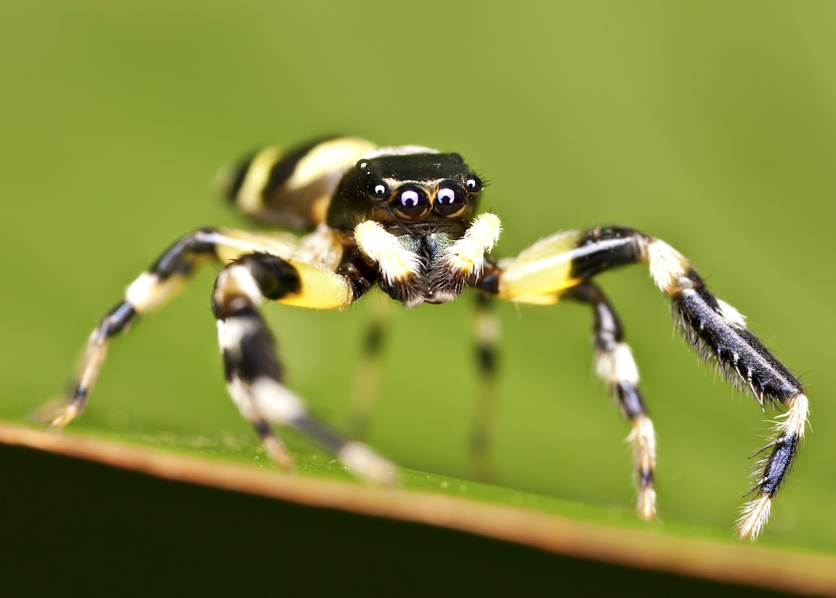 Thiania Jumping Spider