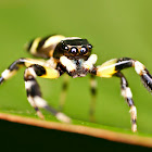 Thiania Jumping Spider