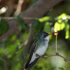 Broad-billed Hummingbird (female)