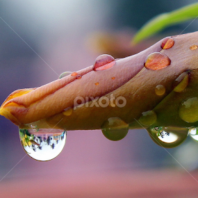 by Kanchan D - Nature Up Close Natural Waterdrops
