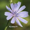 Common Chicory