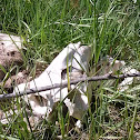 Dead White-tailed Deer