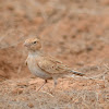 Black-crowned sparrow-lark(female)