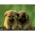 Unknown Facts About Dogs