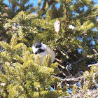 Black Capped Chickadee