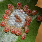 Bug - eggs