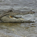 American crocodile