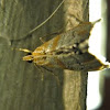 Crambid Snout Moth