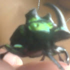 Escarabajo Verde Tornasol