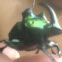 Escarabajo Verde Tornasol