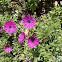 Purple Osteospermum flower (Οστεόσπερμο)