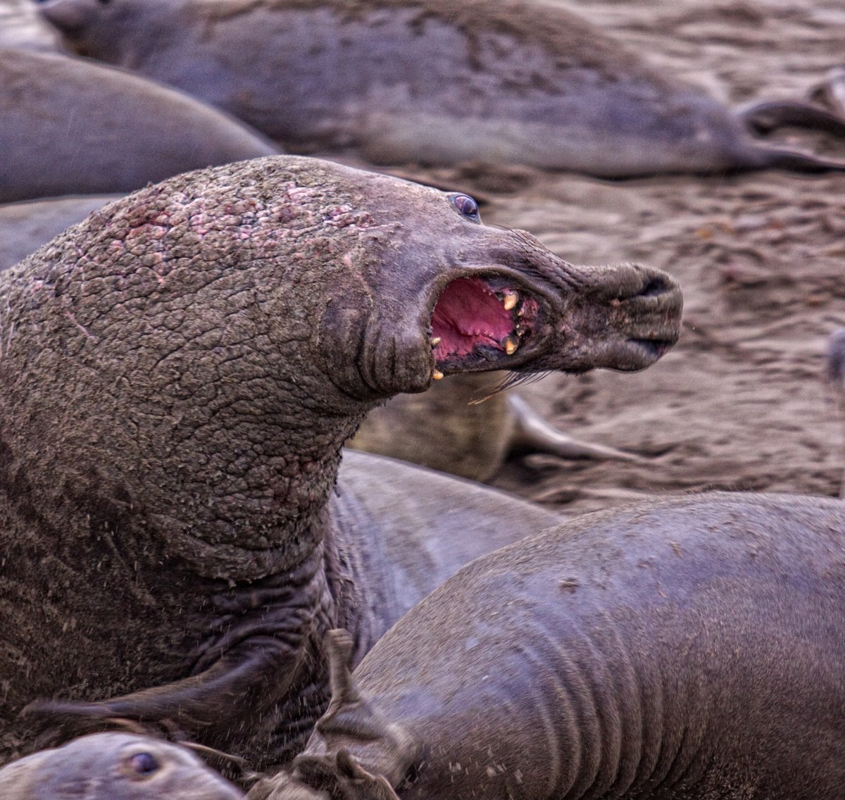 Northern Elephant seal