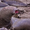 Northern Elephant seal