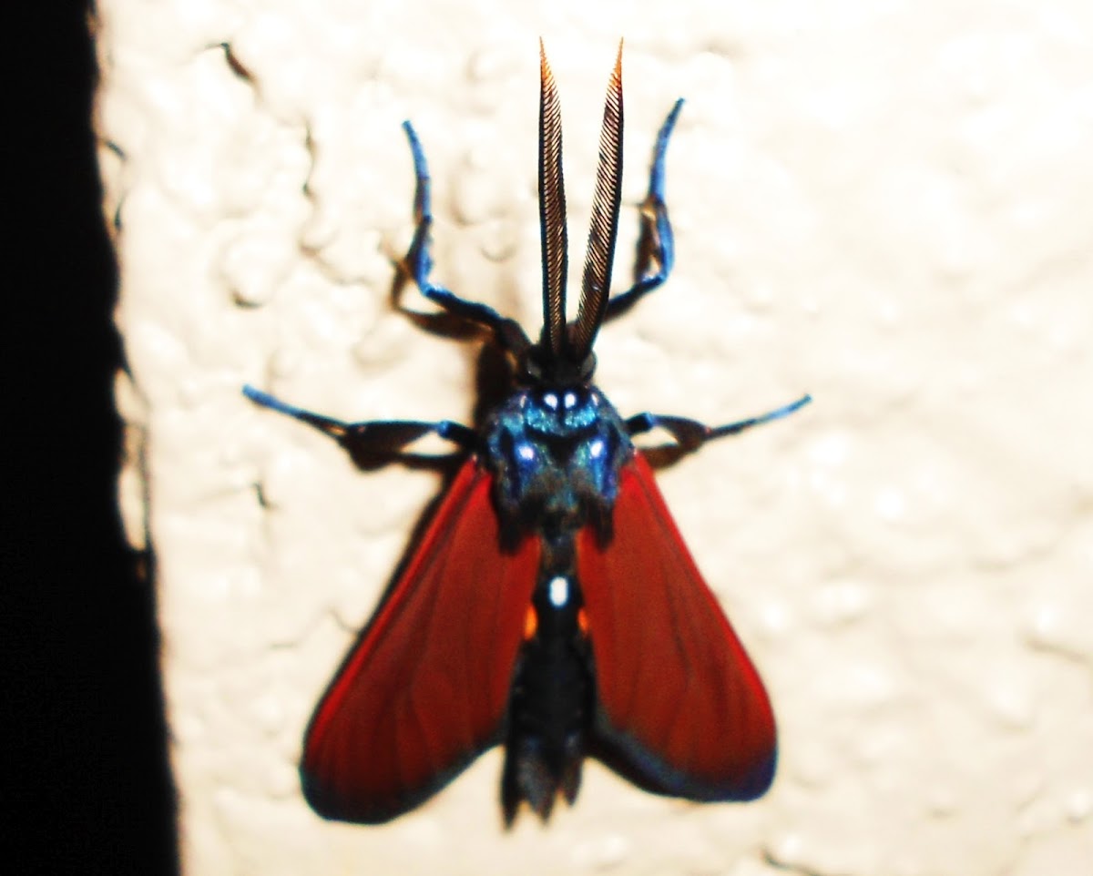 Spotted Oleander Caterpillar Moth