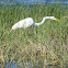 Great Egret