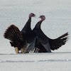 Wild Turkey (mating ritual)