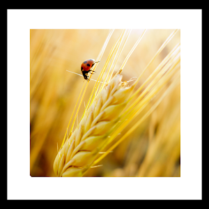 autumn rice livewallpaper.apk 1.0