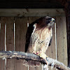 Red-tailed Hawk