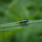 unknown black beetle