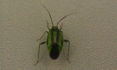Elm-Leaf Beetle