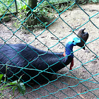 Southern Cassowary