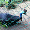 Southern Cassowary