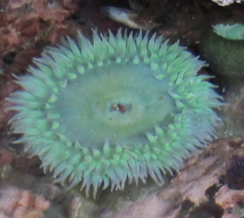 Giant green anemone, green surf anemone, solitary green anemone