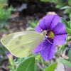 Small White Butterfly