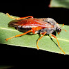 Sawfly on eucalyptus