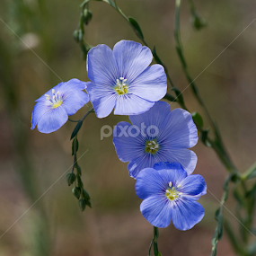 Blue Flax by Sandra Blair - Flowers Flowers in the Wild