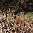 Cat tails