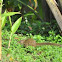 Northern Treeshrew