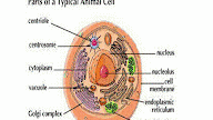 Typical Animal Cell Size / A typical cell biology Poster | Zazzle / 20 typical animal cell nucleus cytoplasm cell membrane 20.