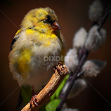 Juvenile Male American Gold Finch by Paul Mays -  