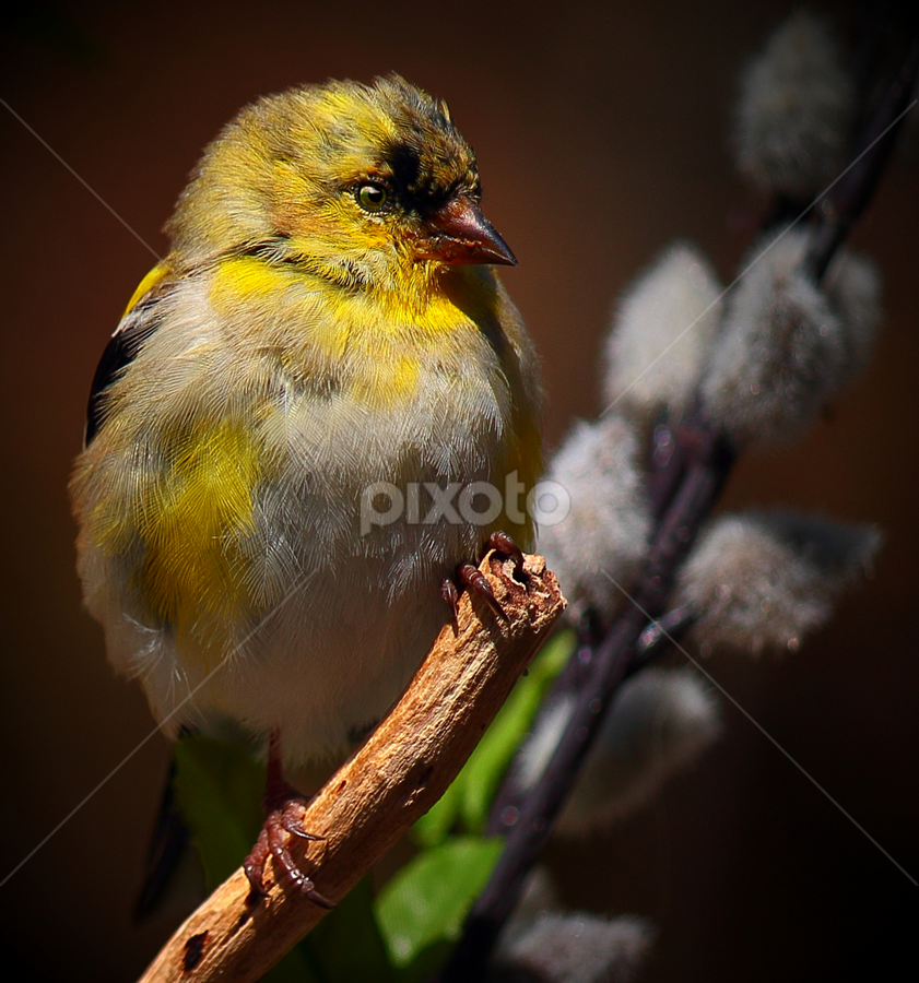 Juvenile Male American Gold Finch by Paul Mays - Animals Birds