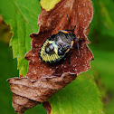 Green stink bug nymph