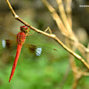 Coral-tailed Cloudwing