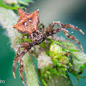 Thorny crab spider