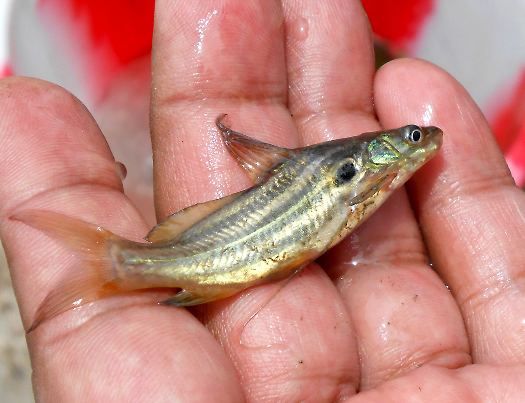 Ting-ga-rah Catfish