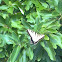 Eastern Tiger swallowtail