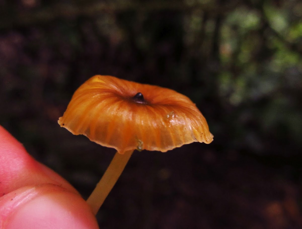 Fungi Orange