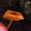 Fungi Orange
