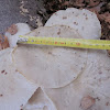 Porcelain Fungus ( ripe specimen )