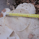 Porcelain Fungus ( ripe specimen )