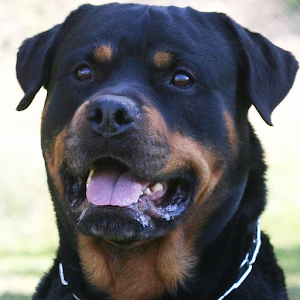 Rottweilers Wallpapers.apk 1.0