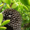 Wasp nest.